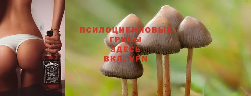 Галлюциногенные грибы Cubensis Малмыж